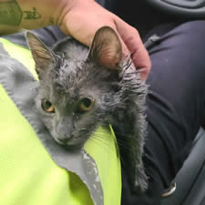 This kitten was found at the site by our WEP crew - and immediately given a forever home!
