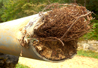 Roots in Clogged Pipe